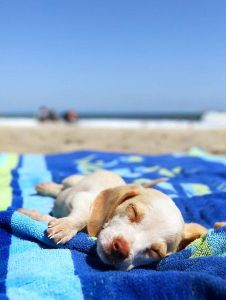 Pet Friendly Rooms Ocean Isle Beach NC