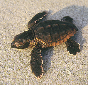 Baby-Sea-Turtle-Ken-Buckner