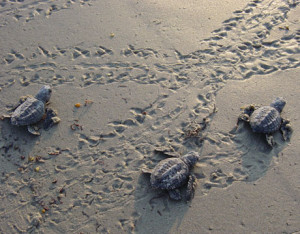 OIB Sea Turtles