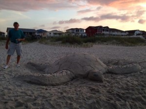 Ocean Isle Beach Sea Turtle Protection Organization