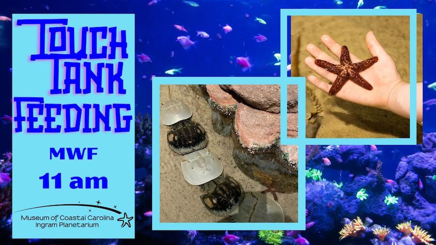 Touch Tank Feeding