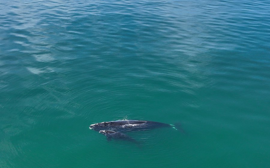 Technology Helping Endangered North Atlantic Right Whale Museum of Coastal Carolina Becomes Program Partner
